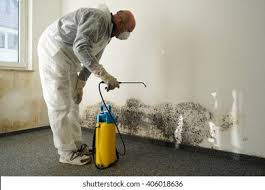 Best Basement Mold Removal in USA